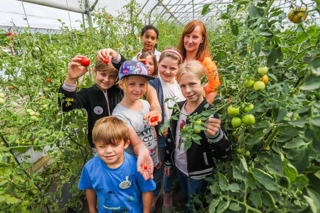 Einige Kinder stehen in einem Gewächshaus neben einigen Tomatenpflanzen und halten das Gemüse in die Kamera.