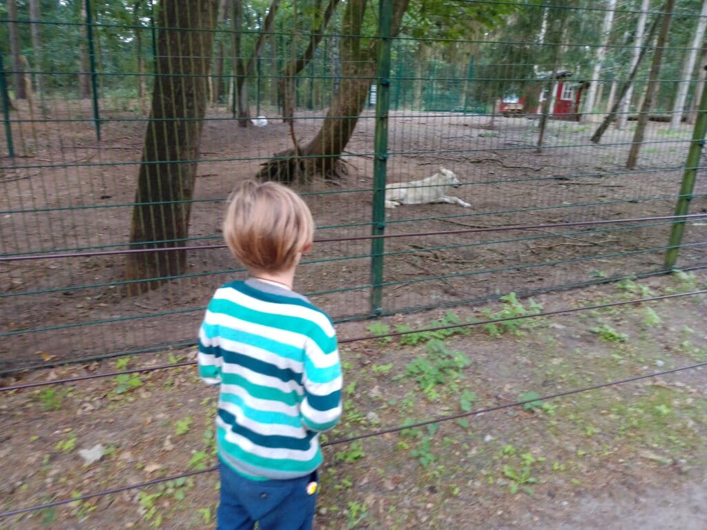 Ein Kind steht vor einem Gehäge und beobachtet einen liegenden Wolf.