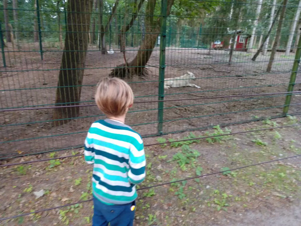 Ein Kind steht vor einem Gehäge und beobachtet einen liegenden Wolf.